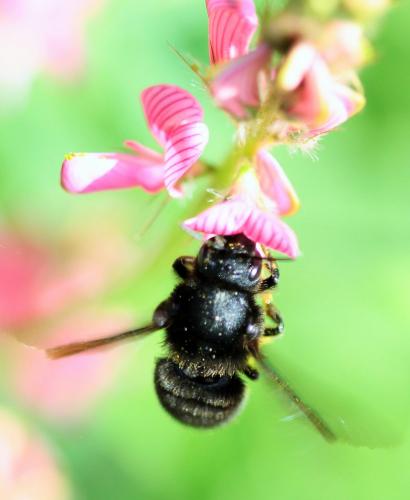 Réf. 242 069 : Megachile parietina